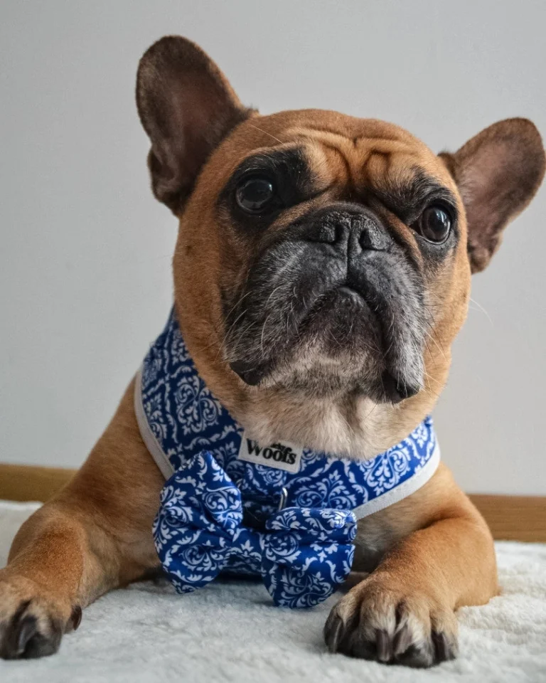 Blue Majesty Bow Tie