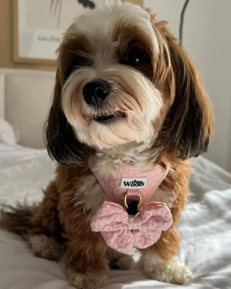 Blush Blossom Premium Bow Tie