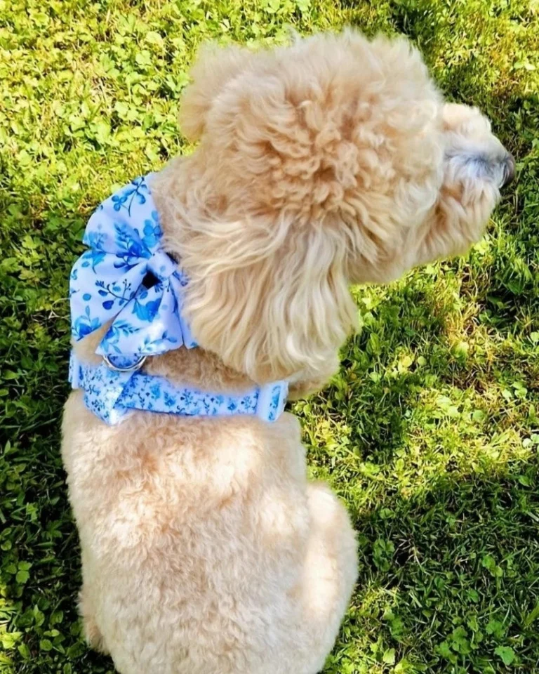 Bright Charm Bow Tie