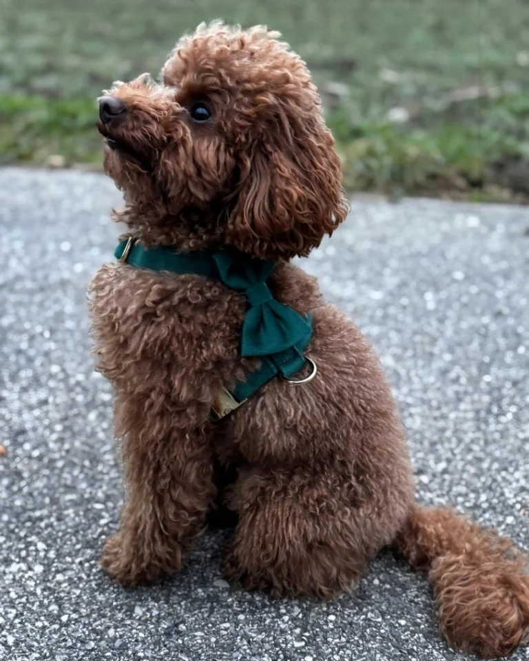 Emerald Bow Tie