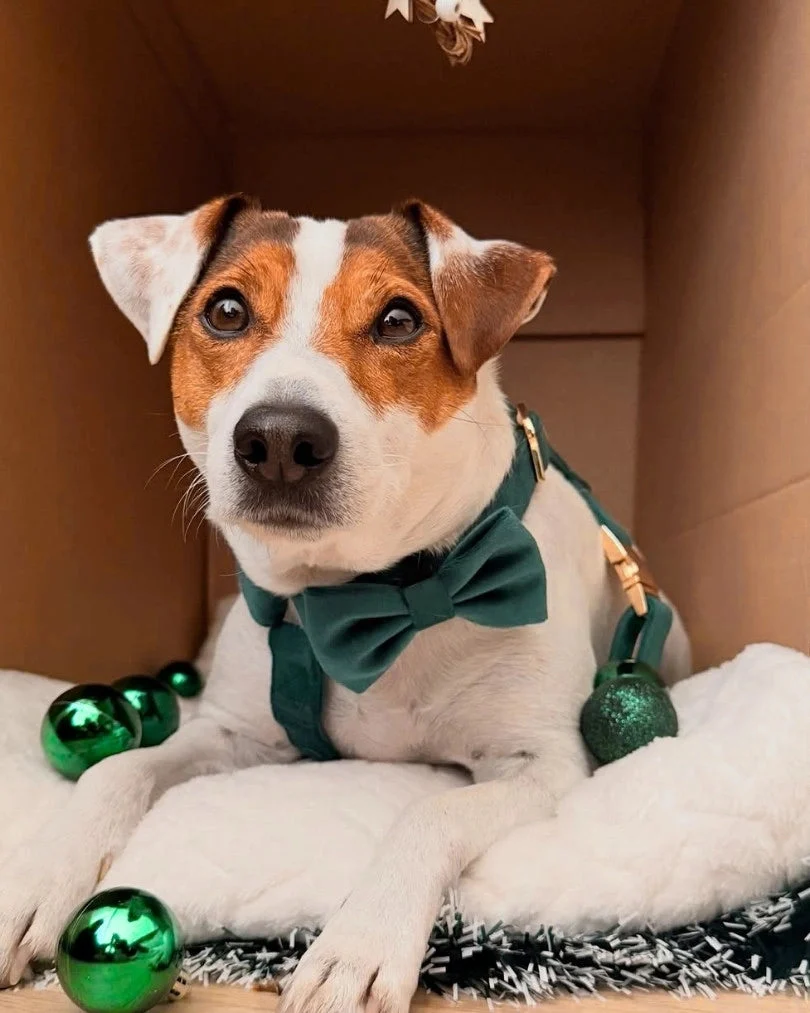 Emerald Bow Tie