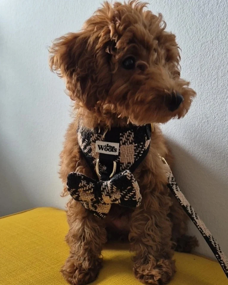 Fluffy Elite Fatal Bow Tie