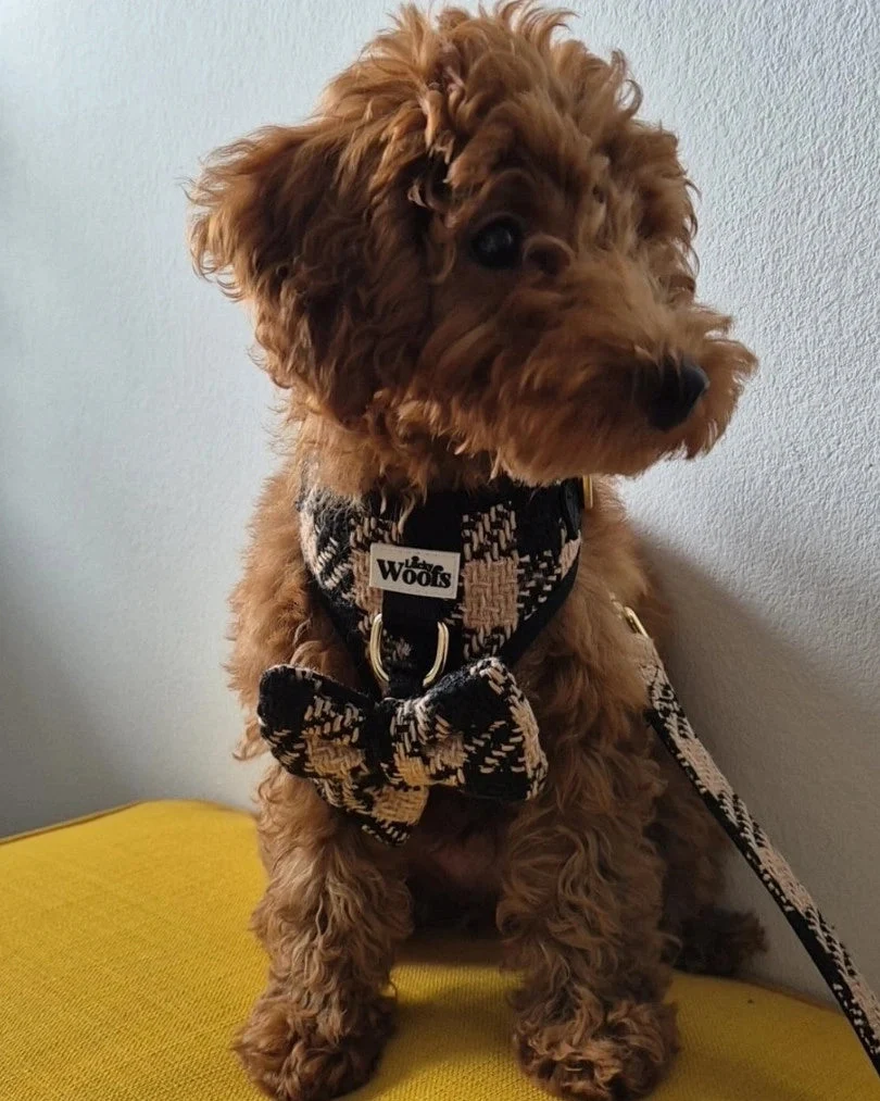 Fluffy Elite Fatal Bow Tie