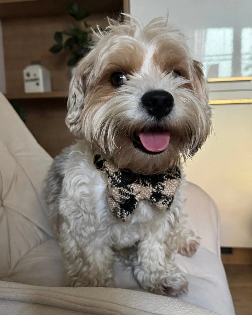 Fluffy Elite Fatal Bow Tie