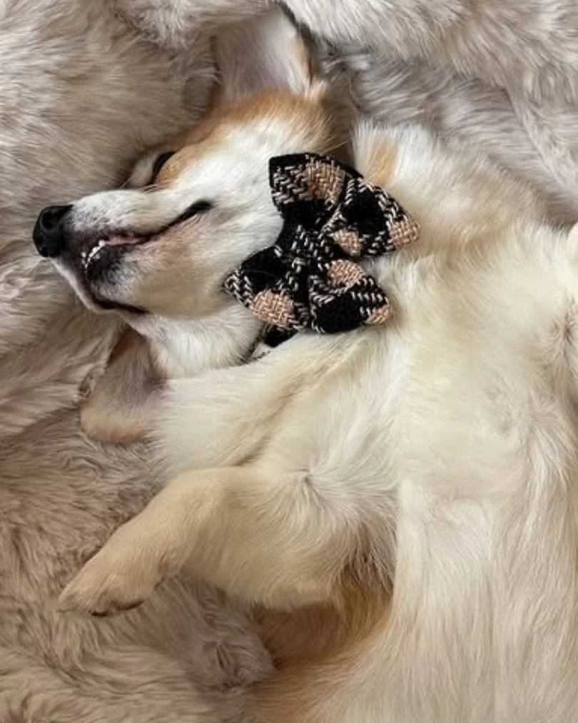 Fluffy Elite Fatal Bow Tie