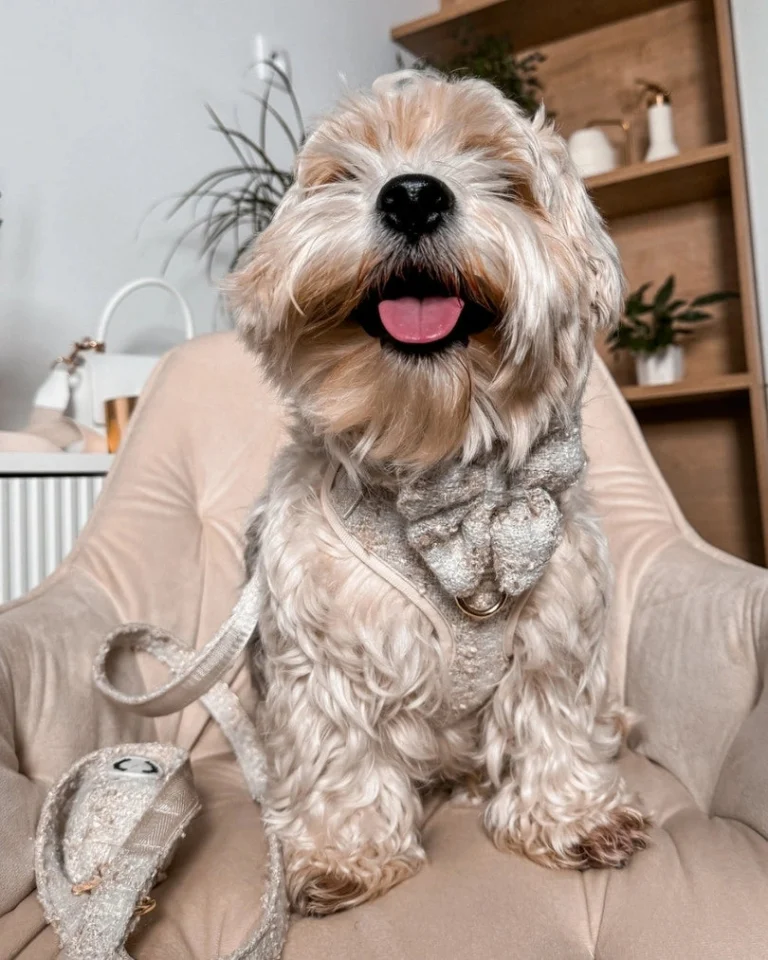Fluffy Elite Vivid Bow Tie