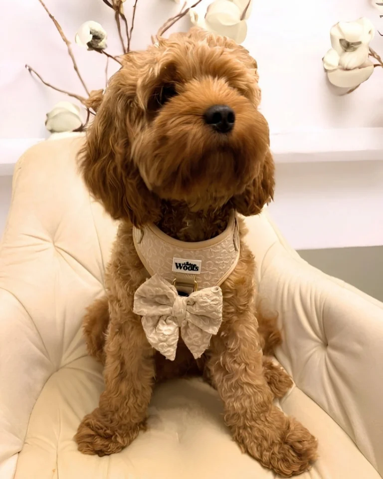 Golden Blossom Premium Bow Tie