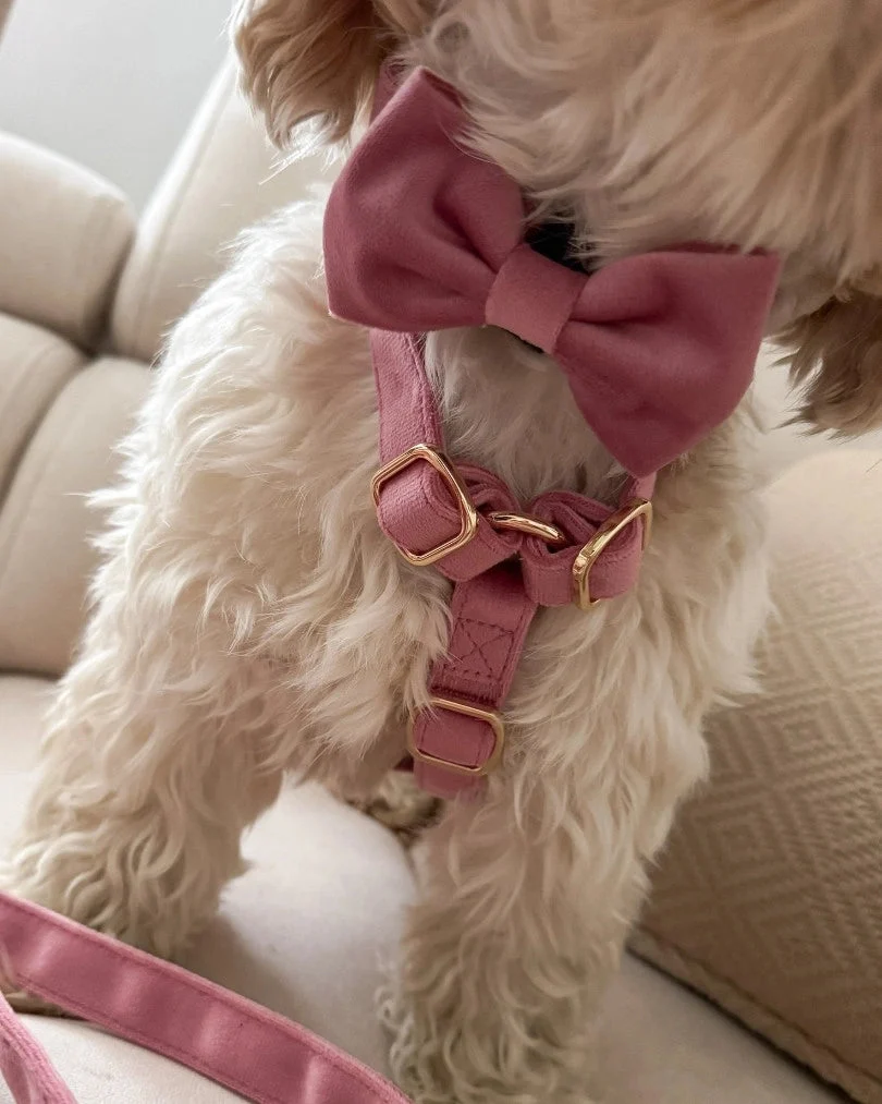 Rosé Bow Tie