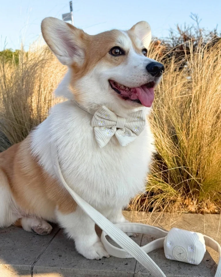 Sunny Bloom Bow Tie