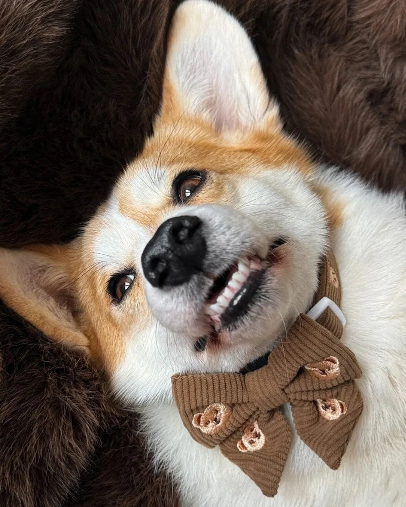 Teddy Bear Bow Tie
