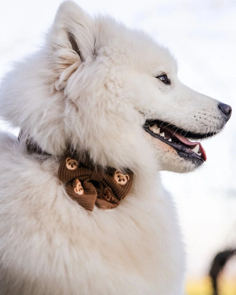 Teddy Bear Bow Tie
