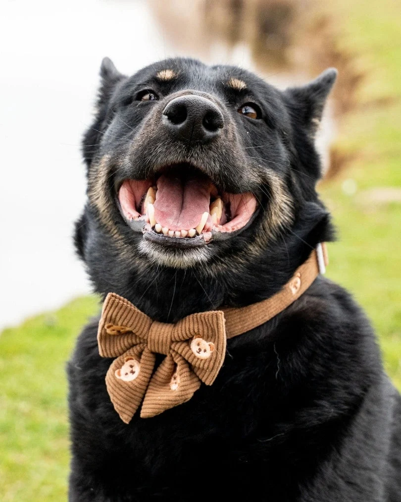 Teddy Bear Bow Tie