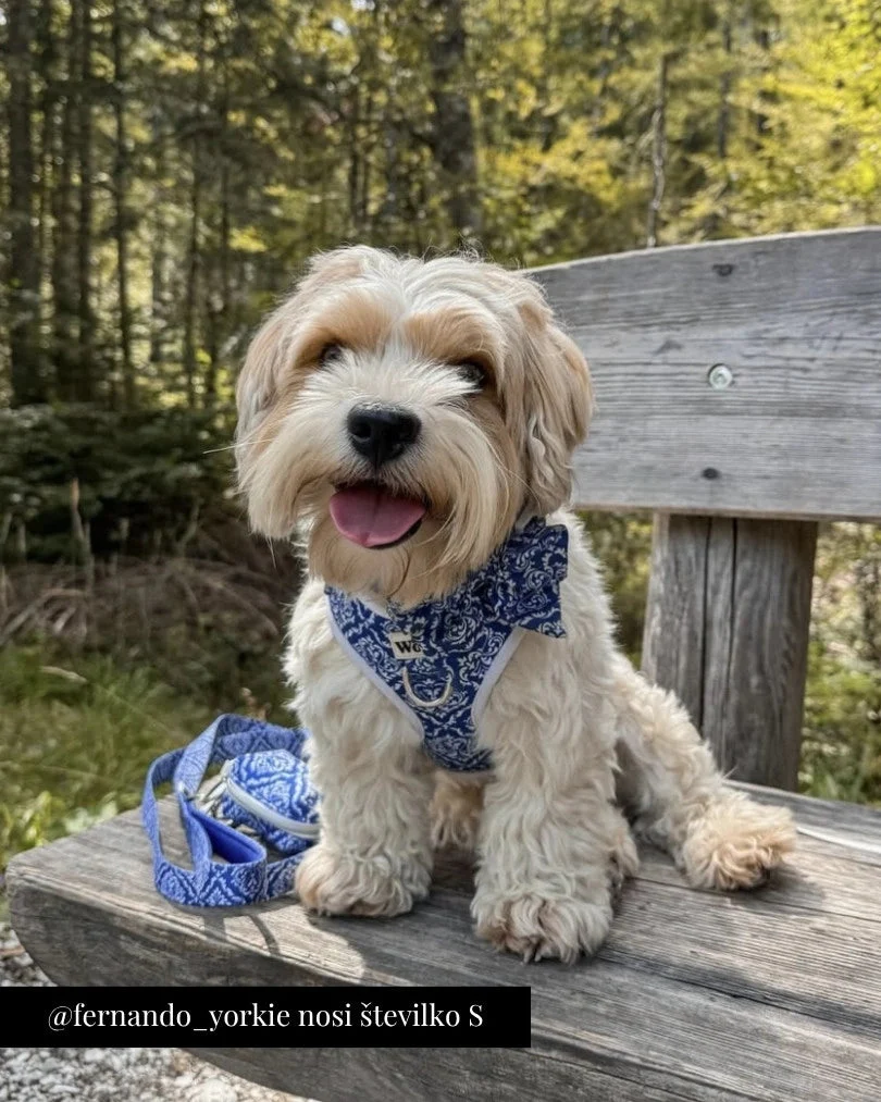 Blue Majesty Adjustable Harness
