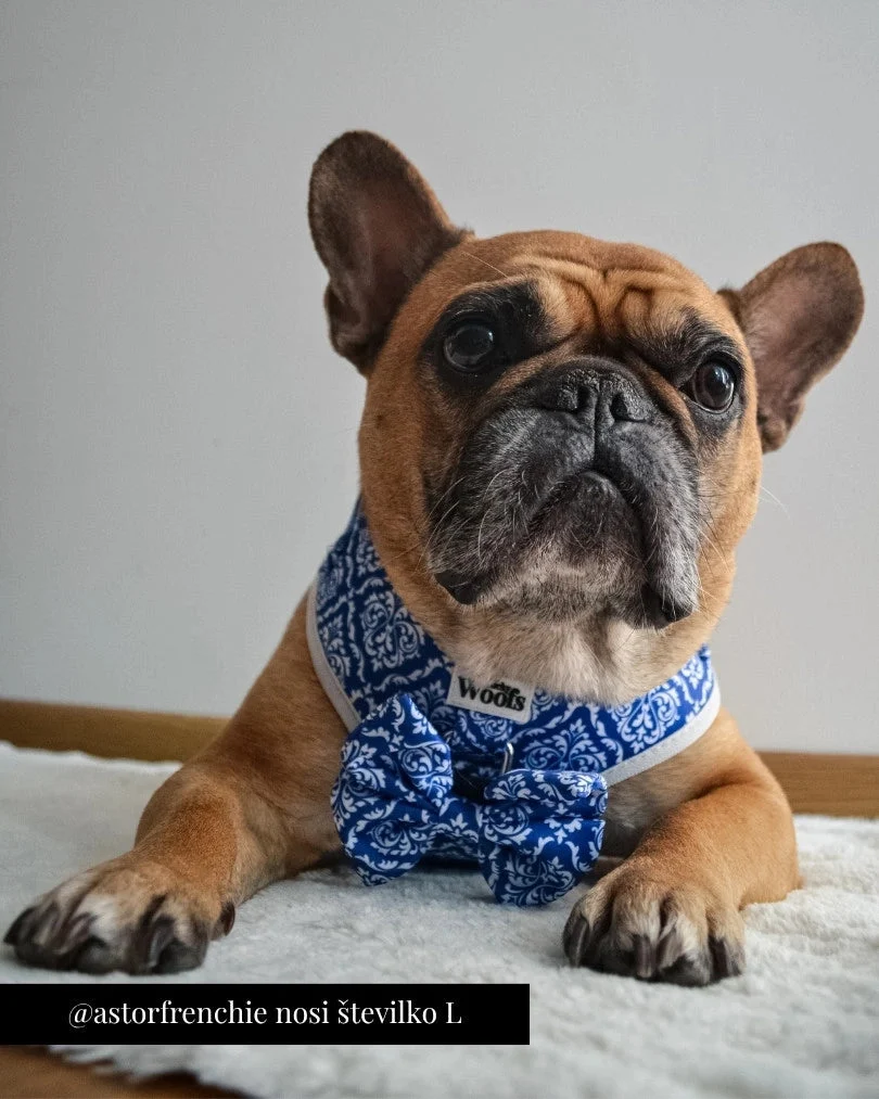 Blue Majesty Adjustable Harness