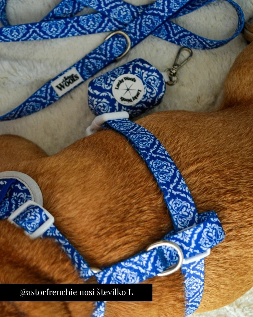 Blue Majesty Adjustable Harness