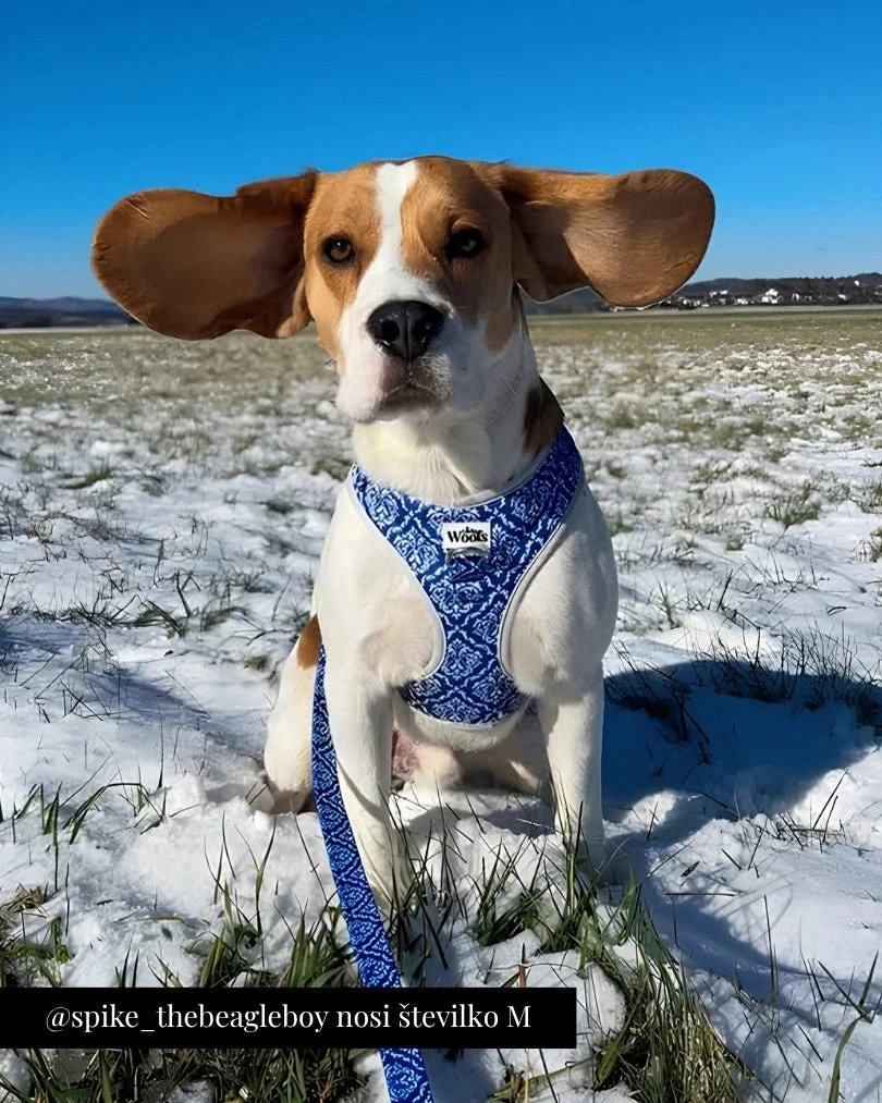 Blue Majesty Adjustable Harness