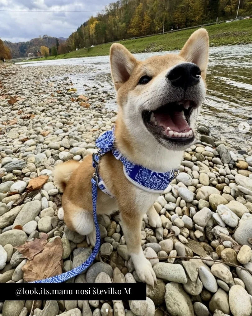 Blue Majesty Adjustable Harness