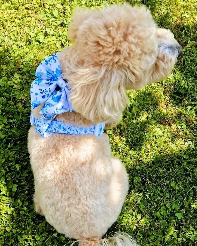 Bright Charm Adjustable Harness