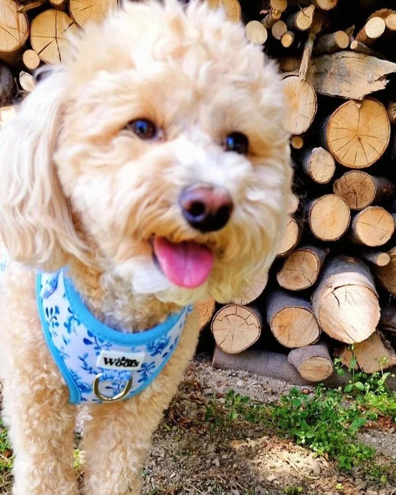 Bright Charm Adjustable Harness