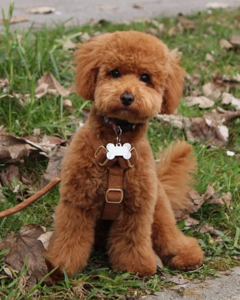 Caramel Adjustable Harness