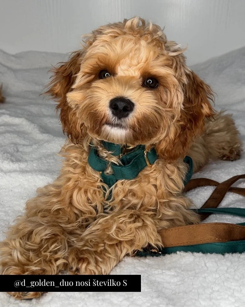Emerald Adjustable Harness