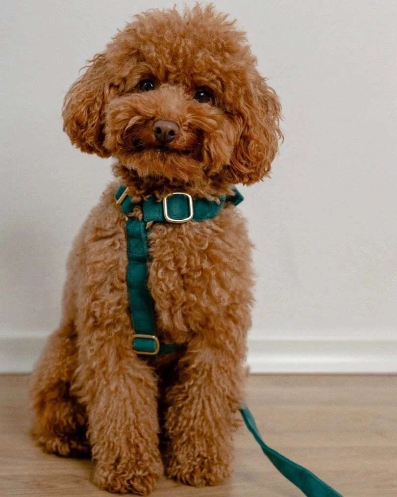Emerald Adjustable Harness