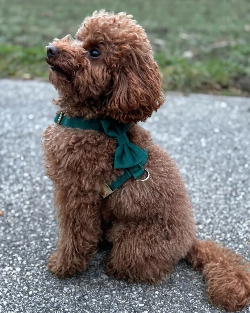 Emerald Adjustable Harness