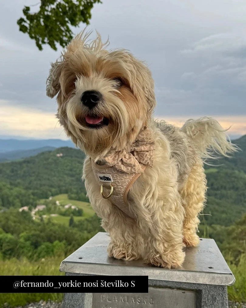 Golden Blossom Premium Adjustable Harness