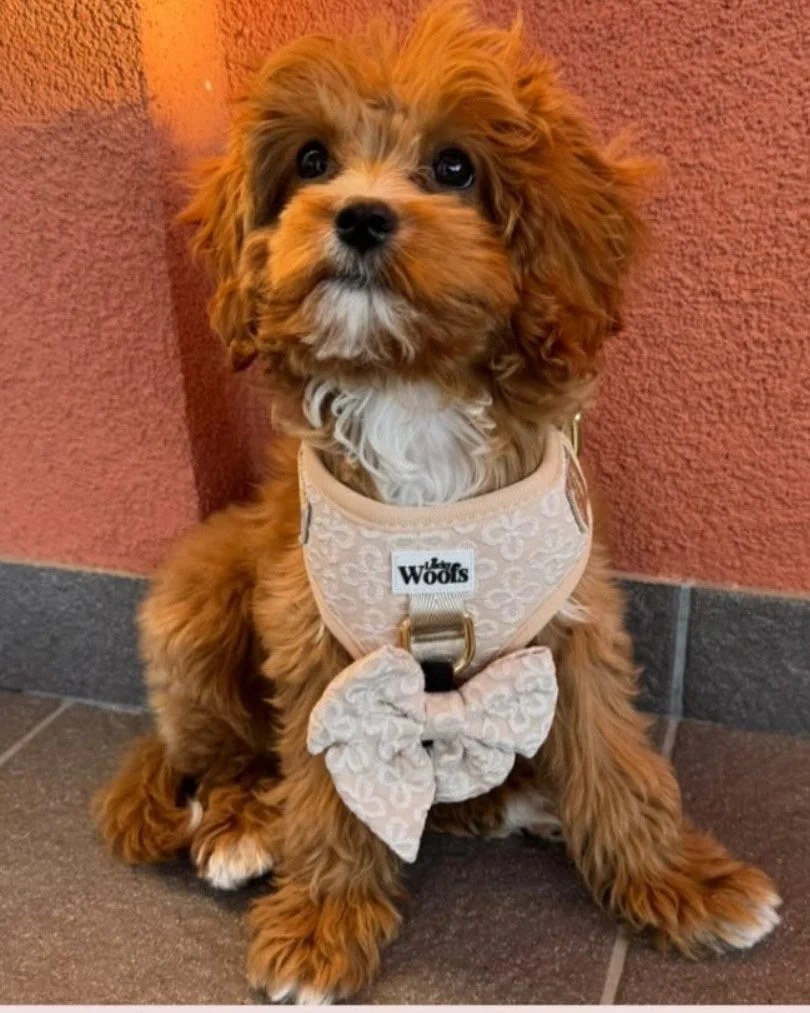 Golden Blossom Premium Adjustable Harness