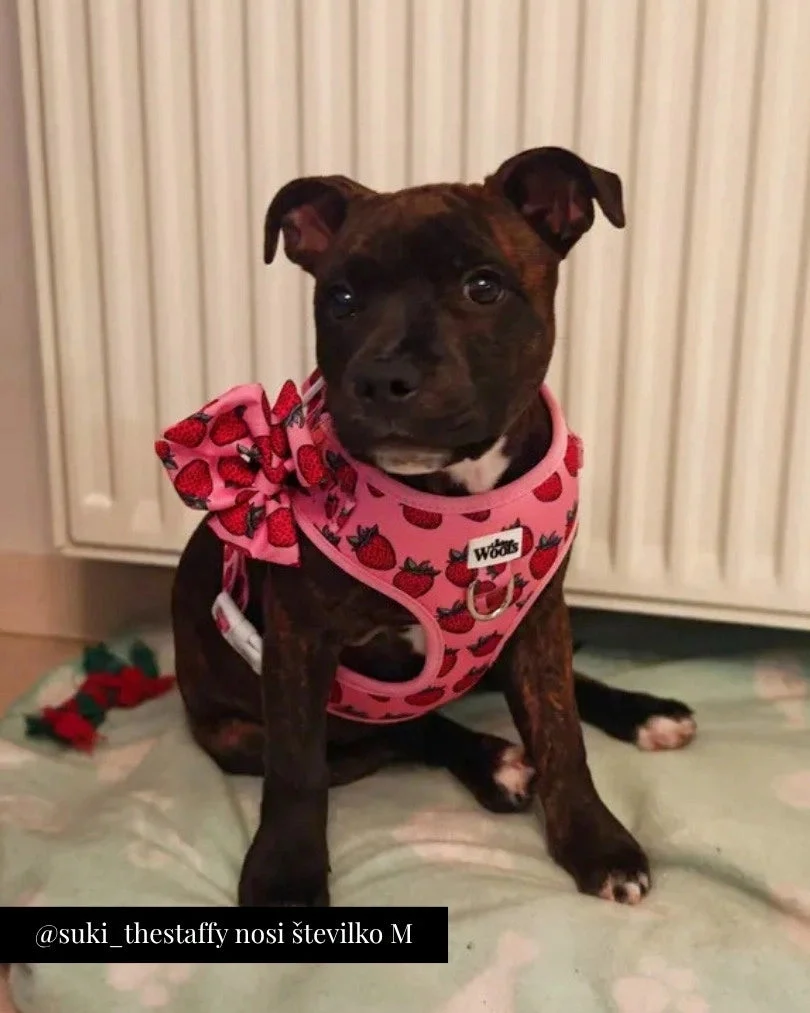 Strawberry Bliss Adjustable Harness