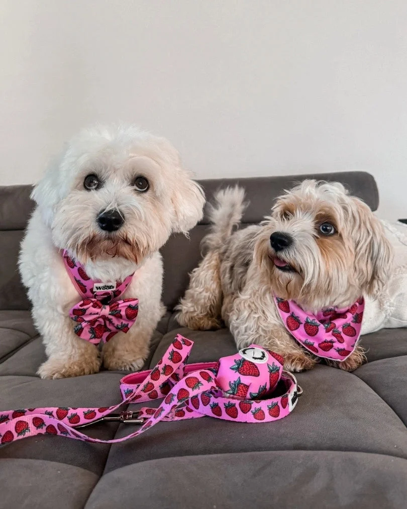 Strawberry Bliss Adjustable Harness