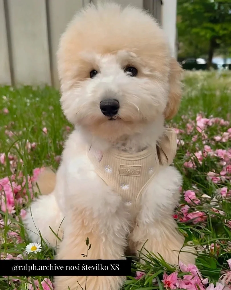 Sunny Bloom Adjustable Harness