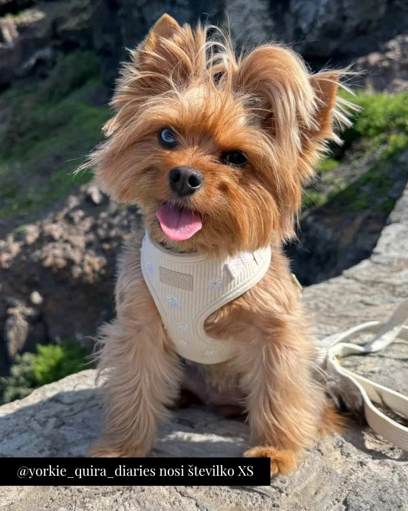 Sunny Bloom Adjustable Harness