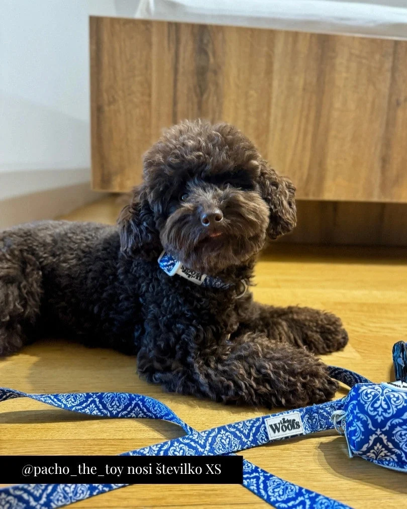 Blue Majesty Adjustable Collar