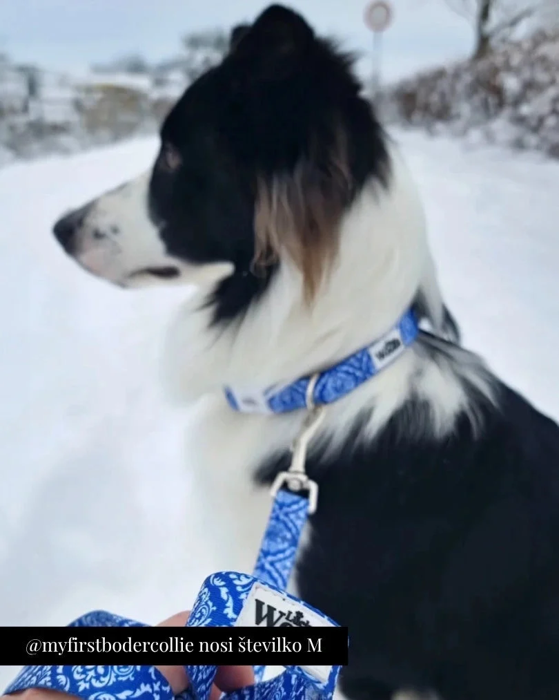 Blue Majesty Adjustable Collar