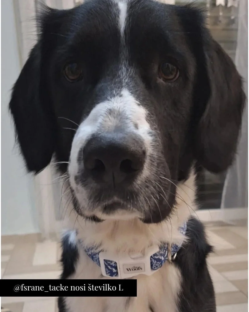 Blue Majesty Adjustable Collar