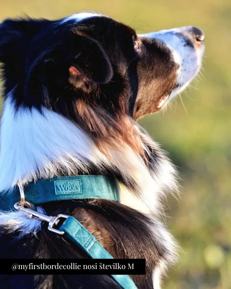 Emerald Adjustable Collar