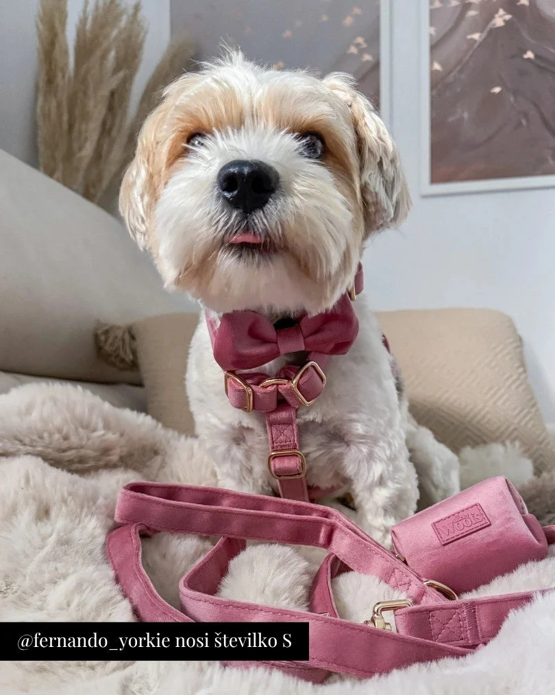 Rosé Adjustable Collar