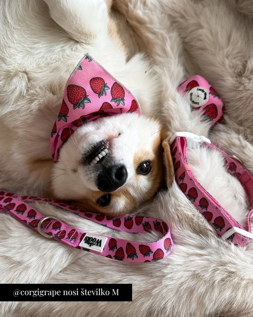 Strawberry Bliss Adjustable Collar