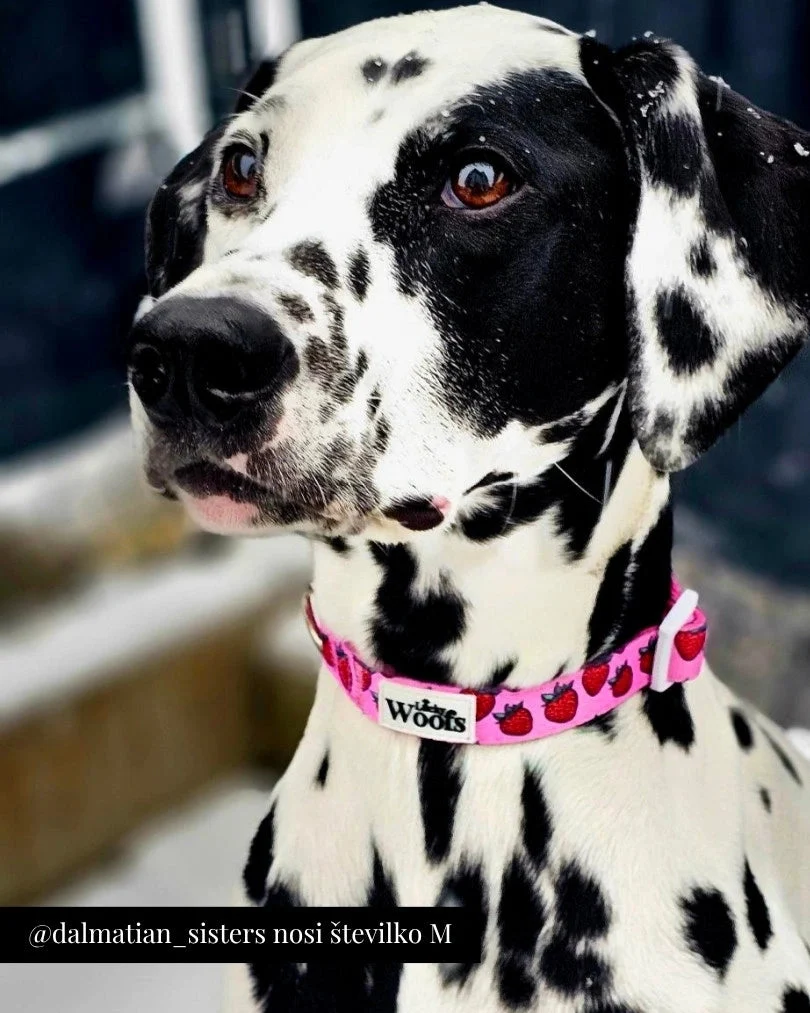 Strawberry Bliss Adjustable Collar