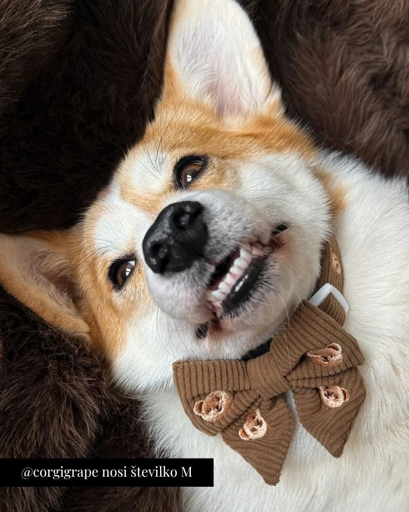 Teddy Bear Adjustable Collar