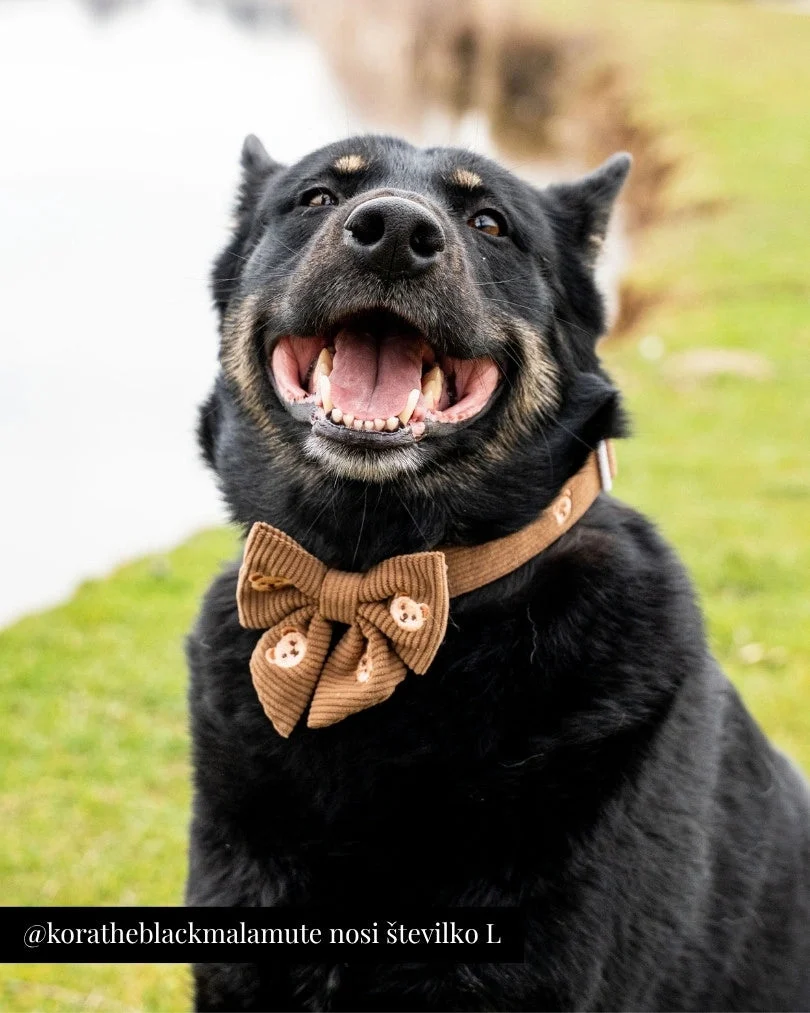 Teddy Bear Adjustable Collar