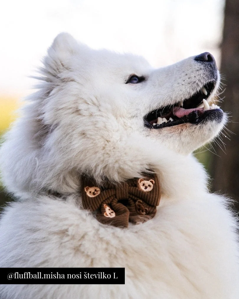 Teddy Bear Adjustable Collar