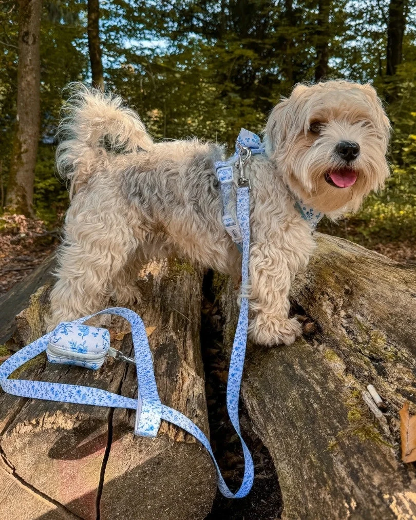 Bright Charm Leash