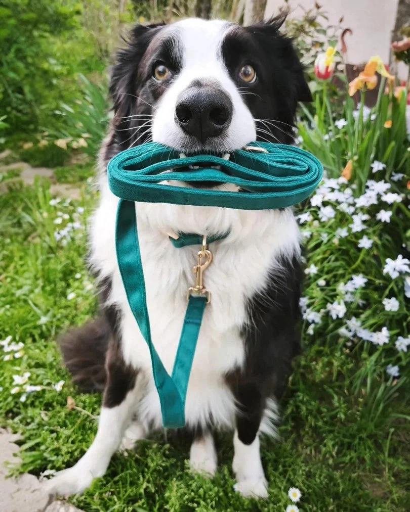 Emerald Leash