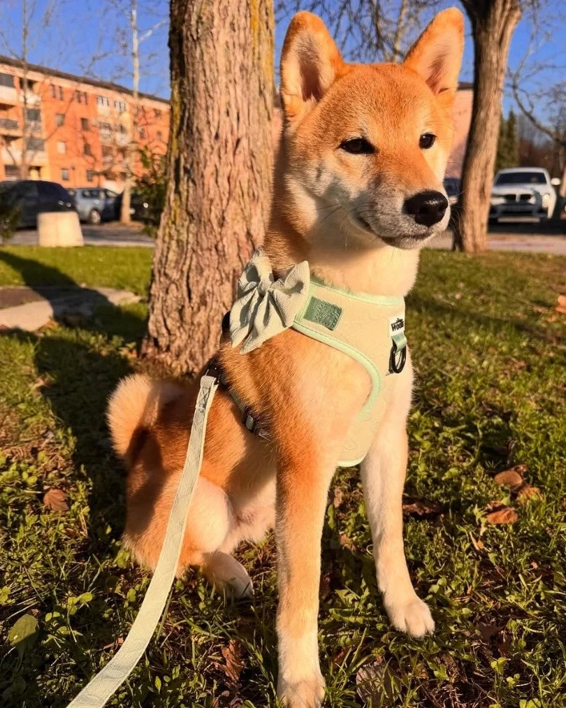 Enchanting Hearts Deluxe Leash