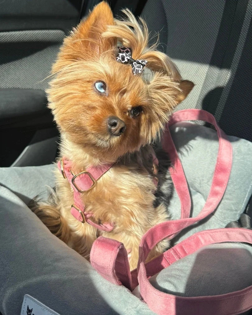 Rosé Leash