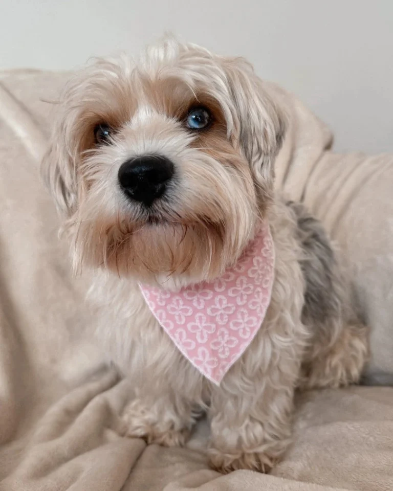 Blush Blossom Premium Bandana