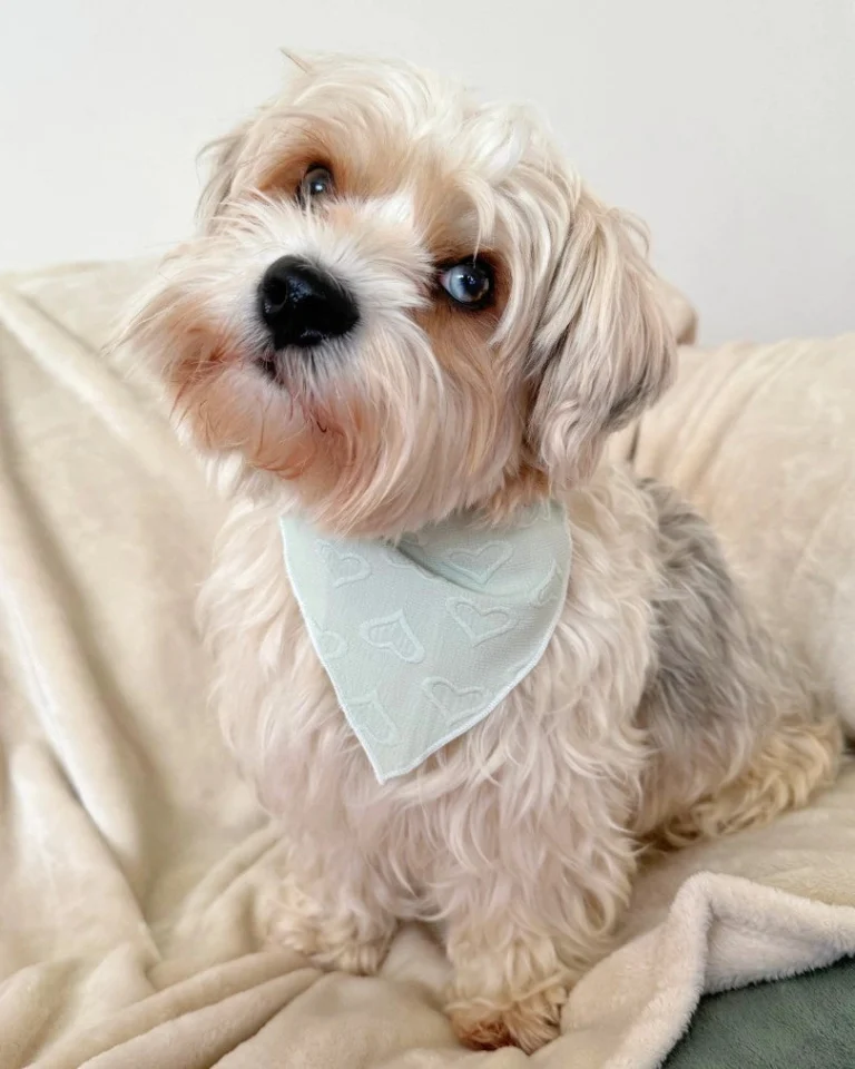 Enchanting Hearts Deluxe Bandana