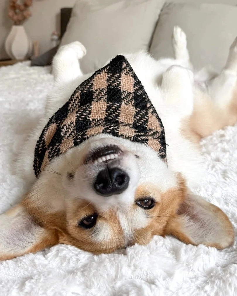 The Lucky Woofs pack
